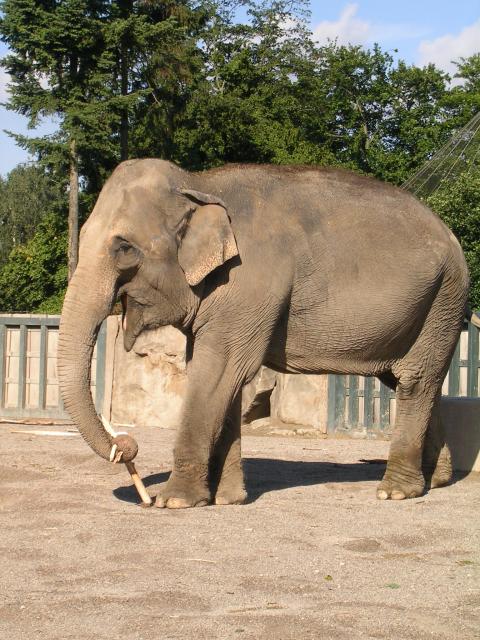 Elefantenkuh im Krefelder Zoo