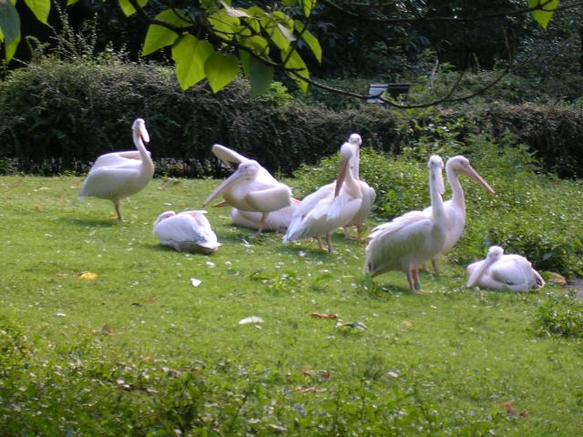 Pelikane im Krefelder Zoo