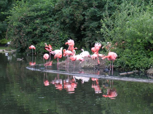 Flamingos im Krefelder Zoo