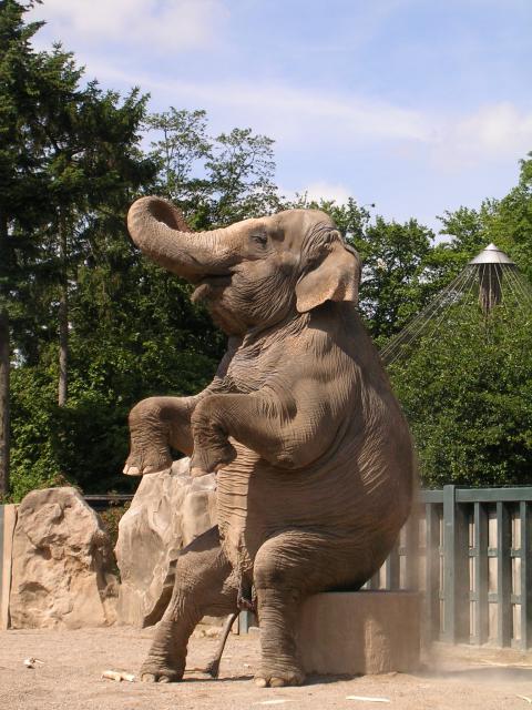 Elefantenshow im Krefelder Zoo