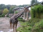 Giraffenmann 2 im Zoo Duisburg