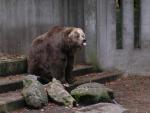 Kodiakbär im Zoo Duisburg
