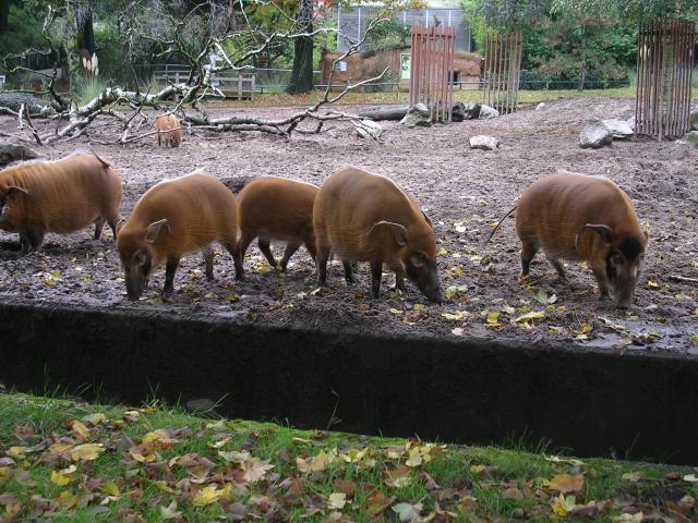 Pinselohrschweine im Zoo Duisburg