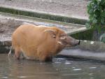 Pinselohrschwein im Zoo Duisburg