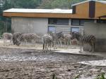 Zebras im Duisburger Zoo