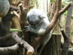 Koala im Zoo Duisburg