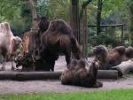 Kamele und Dromedare im Zoo Duisburg