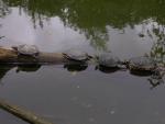 Wasserschildkröten im Duisburger Zoo