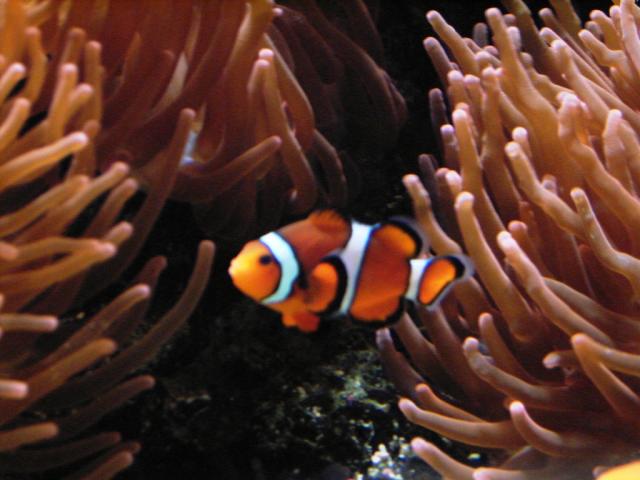 Clownfisch wie Nemo einer ist