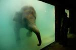 Elefant unter Wasser