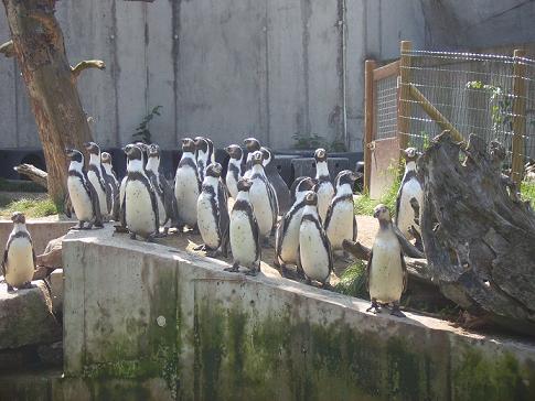 Zoo Karlsruhe Pinguine Gruppe